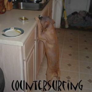 countersurfing