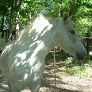 Zsa Zsa My welch mountain pony