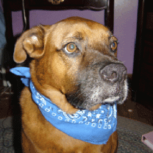 Duke
