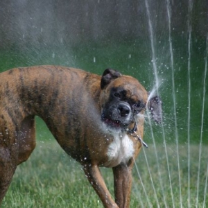 Sprinkler fun
