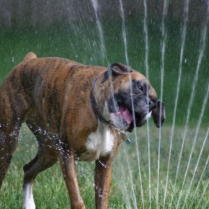 Biting the Water