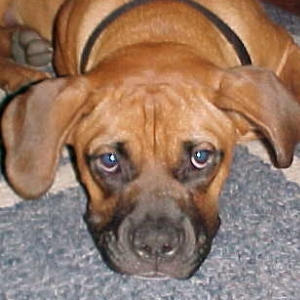 Petey at 6 mos.