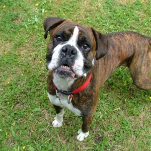 my boyfriends moms dog