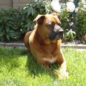 Duke