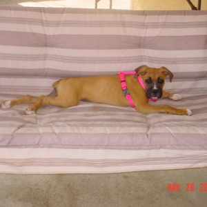 Ruby at 3 months old...