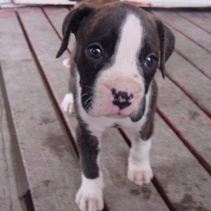 Taya - our new furbaby
