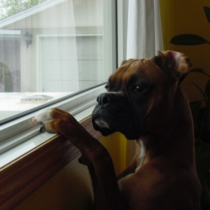 Mateus/close up window