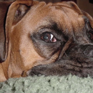 Supreme close up