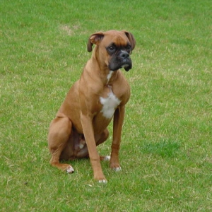 Waiting for dad to throw the ball