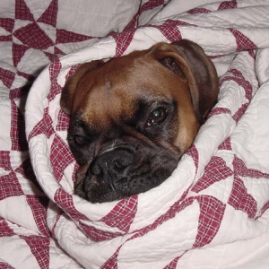 Snuggle Puppy!!