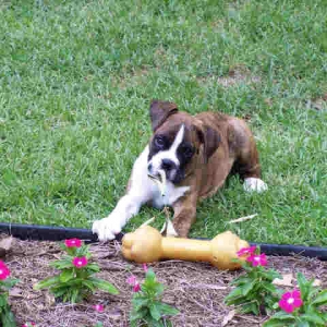 Playtime