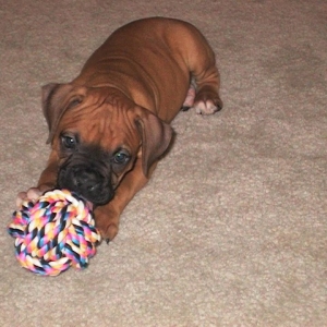 Baby Chuy