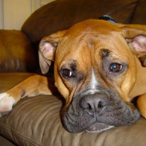 Smooshy Face