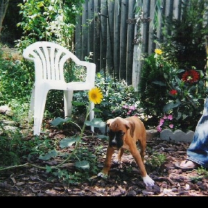 Loki's first day home...8-10-02