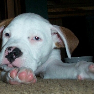 tytus