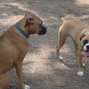 Loki & Ava