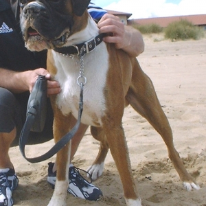 Brando at the Beach pic1