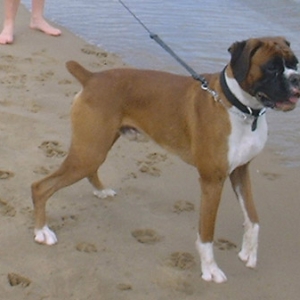 Brando at the beach pic 2