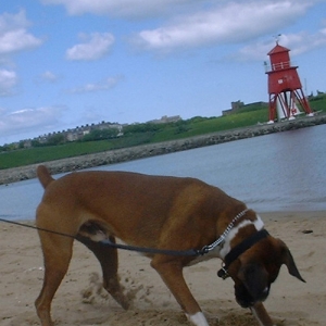 Brando at the beach pic 3