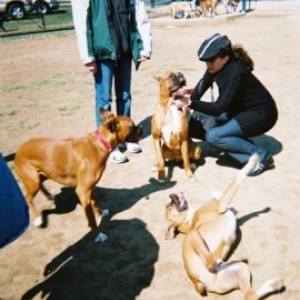 Annapolis Boxer Bash