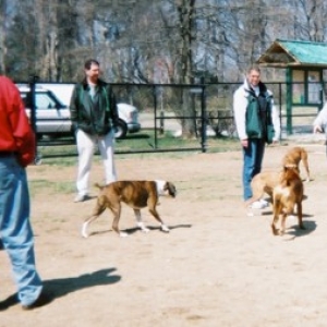 Annapolis Boxer Bash