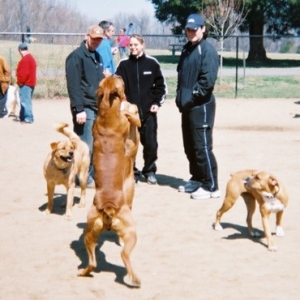 Annapolis Boxer Bash