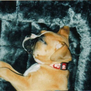 Sleeping Lily