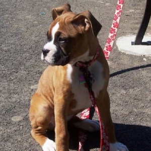 Roxi