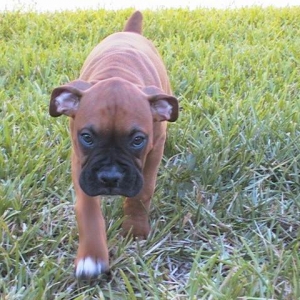 Chuy getting ready to kidney bean!
