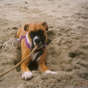 Malibu Carley