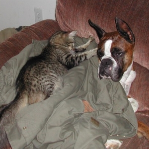 Eagle and Monster Kitty