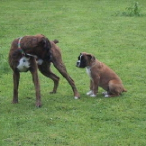 Bart & His New Cousin