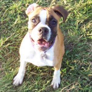 Roxie