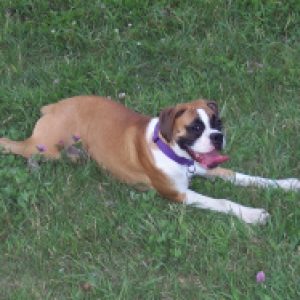 Roxie