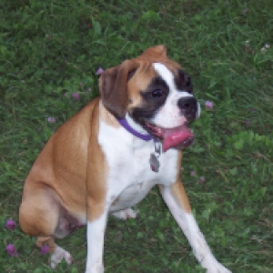 Roxie