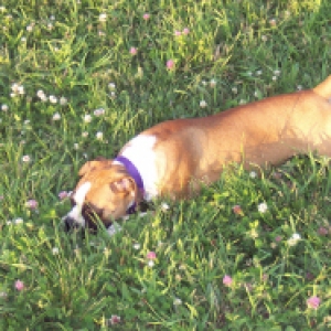 Roxie