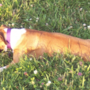 Roxie