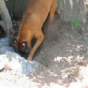 Layla digging up a storm!