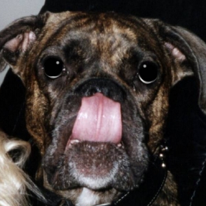 Neener Neener Neeeeener!