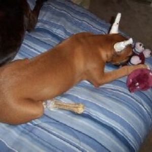 Ozzy @15 weeks with toy!!