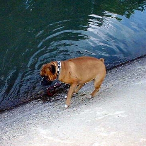 Buster (Ludwig) tests canal