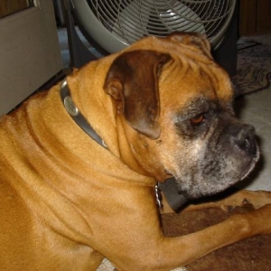 Maximilian