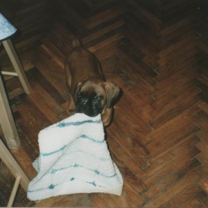 Axel stole the bathmat.