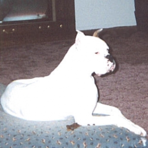 Zeus
