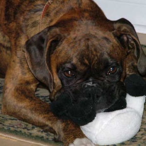 Moo Cows Head in Jowls