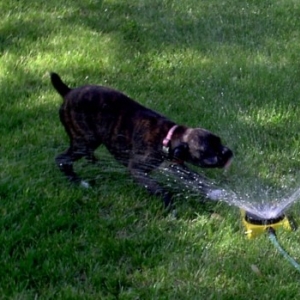I love to play in the water!!