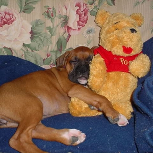 Belle And Pooh