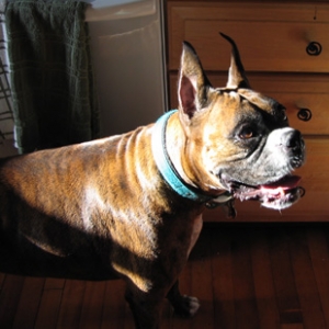 Can I have a treat! Can I, huh, huh!?!