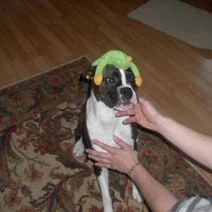 Silly Gracie
