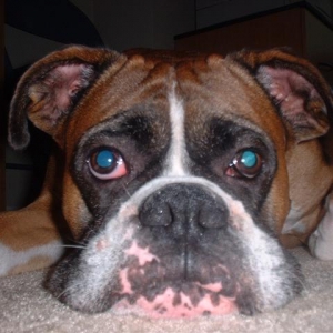 Smoosh face